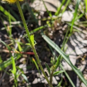 Ranunculus lappaceus at West Albury, NSW - 11 Sep 2021