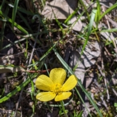 Ranunculus lappaceus at West Albury, NSW - 11 Sep 2021