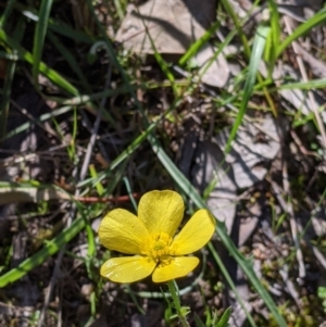 Ranunculus lappaceus at West Albury, NSW - 11 Sep 2021