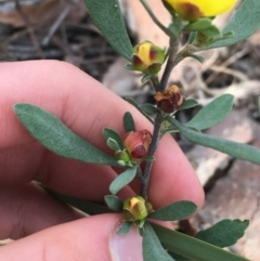 Hibbertia obtusifolia (Grey Guinea-flower) at Downer, ACT - 10 Sep 2021 by NedJohnston