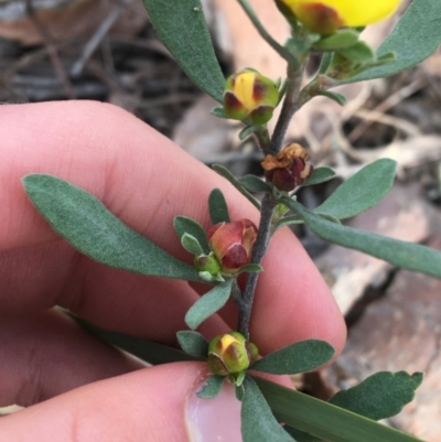 Hibbertia obtusifolia (Grey Guinea-flower) at Downer, ACT - 10 Sep 2021 by Ned_Johnston