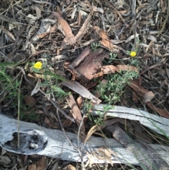 Hibbertia obtusifolia at Downer, ACT - 10 Sep 2021