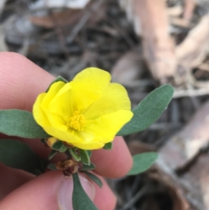 Hibbertia obtusifolia at Downer, ACT - 10 Sep 2021