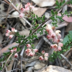 Cryptandra sp. Floriferous (W.R.Barker 4131) W.R.Barker at Downer, ACT - 10 Sep 2021 by NedJohnston