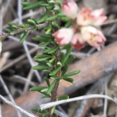 Cryptandra sp. Floriferous (W.R.Barker 4131) W.R.Barker at Downer, ACT - 10 Sep 2021