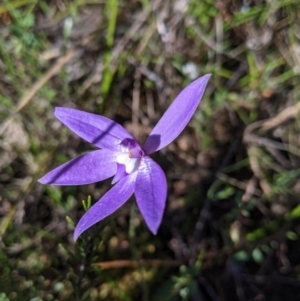 Glossodia major at West Albury, NSW - suppressed