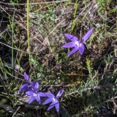 Glossodia major at West Albury, NSW - suppressed