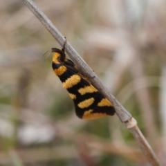 Tanyzancla argutella (A concealer moth) at Tralee, ACT - 10 Sep 2021 by RAllen