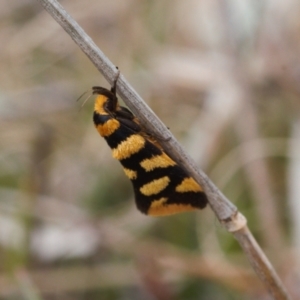 Tanyzancla argutella at Tralee, ACT - 10 Sep 2021 11:20 AM