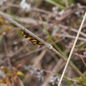 Tanyzancla argutella at Tralee, ACT - 10 Sep 2021 11:20 AM