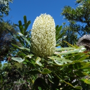 Banksia serrata at Evans Head, NSW - 6 Sep 2021 11:56 AM