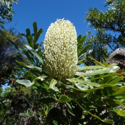 Banksia serrata (Saw Banksia) at Evans Head, NSW - 6 Sep 2021 by Claw055
