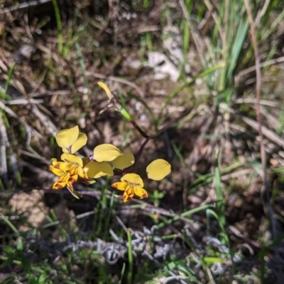 Diuris pardina (Leopard Doubletail) at Nail Can Hill - 11 Sep 2021 by Darcy