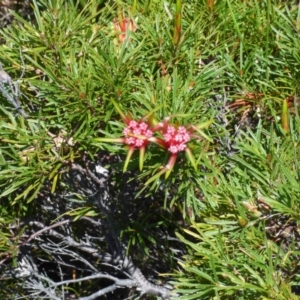 Lambertia formosa at Evans Head, NSW - 6 Sep 2021