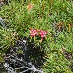 Lambertia formosa at Evans Head, NSW - 6 Sep 2021 12:07 PM