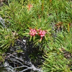 Lambertia formosa (Mountain Devil) at Evans Head, NSW - 6 Sep 2021 by Claw055