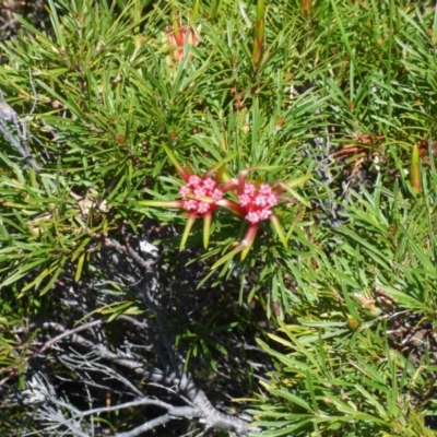Lambertia formosa (Mountain Devil) at Evans Head, NSW - 6 Sep 2021 by Claw055