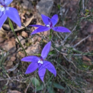 Glossodia major at West Albury, NSW - 11 Sep 2021