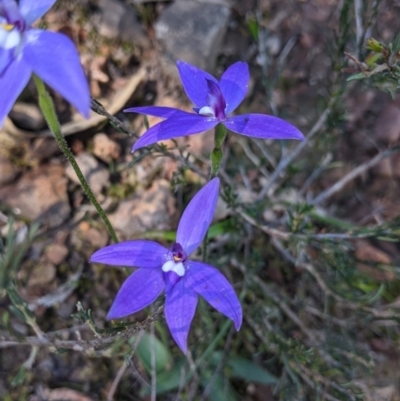 Glossodia major (Wax Lip Orchid) at West Albury, NSW - 11 Sep 2021 by Darcy