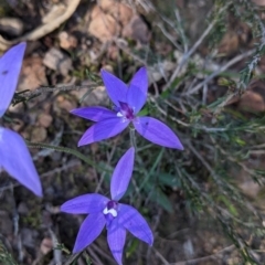 Glossodia major at West Albury, NSW - 11 Sep 2021