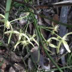 Clematis leptophylla (Small-leaf Clematis, Old Man's Beard) at Black Mountain - 10 Sep 2021 by Ned_Johnston