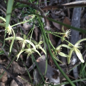 Clematis leptophylla at Downer, ACT - 10 Sep 2021