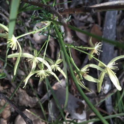 Clematis leptophylla (Small-leaf Clematis, Old Man's Beard) at Black Mountain - 10 Sep 2021 by Ned_Johnston