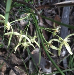 Clematis leptophylla (Small-leaf Clematis, Old Man's Beard) at Downer, ACT - 10 Sep 2021 by Ned_Johnston