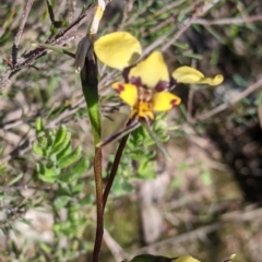 Diuris pardina (Leopard Doubletail) at Albury - 11 Sep 2021 by Darcy