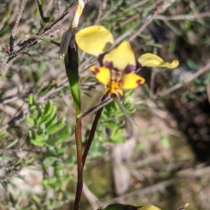 Diuris pardina at West Albury, NSW - suppressed