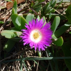 Carpobrotus glaucescens at Evans Head, NSW - 6 Sep 2021