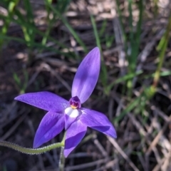 Glossodia major (Wax Lip Orchid) at Albury - 11 Sep 2021 by Darcy