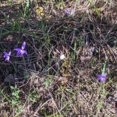 Glossodia major at West Albury, NSW - suppressed