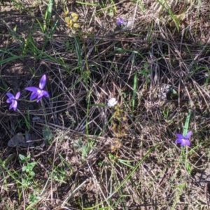 Glossodia major at West Albury, NSW - suppressed