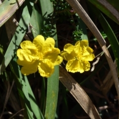 Hibbertia sp. (Guinea Flower) at Evans Head, NSW - 6 Sep 2021 by Claw055