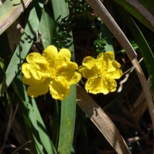 Hibbertia sp. at Evans Head, NSW - 6 Sep 2021