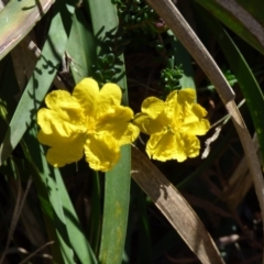 Unidentified Plant (TBC) at Evans Head, NSW - 6 Sep 2021 by Claw055