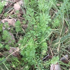 Galium aparine (Goosegrass, Cleavers) at Black Mountain - 10 Sep 2021 by Ned_Johnston