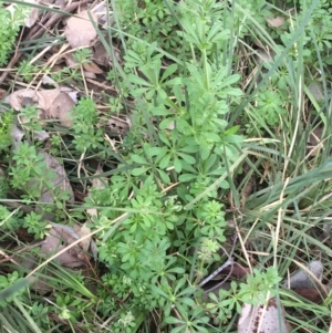 Galium aparine at Downer, ACT - 10 Sep 2021 03:11 PM