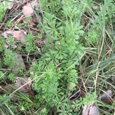 Galium aparine (Goosegrass, Cleavers) at Black Mountain - 10 Sep 2021 by Ned_Johnston