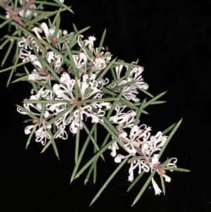 Hakea sericea at Bruce, ACT - 11 Sep 2021