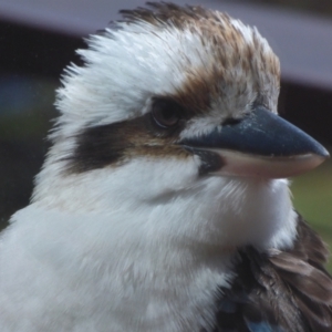 Dacelo novaeguineae at Evans Head, NSW - 8 Sep 2021