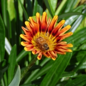 Gazania sp. at Evans Head, NSW - 8 Sep 2021 12:23 PM