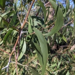 Acacia implexa (Hickory Wattle, Lightwood) at Nail Can Hill - 11 Sep 2021 by Darcy