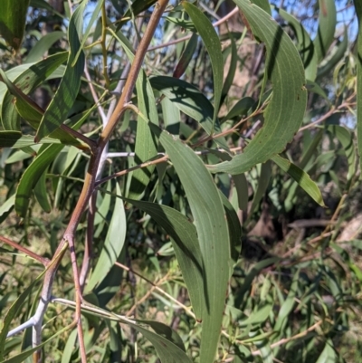 Acacia implexa (Hickory Wattle, Lightwood) at Albury - 11 Sep 2021 by Darcy