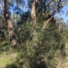 Acacia implexa at West Albury, NSW - 11 Sep 2021 03:22 PM