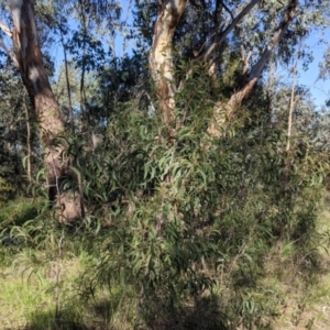 Acacia implexa at West Albury, NSW - 11 Sep 2021