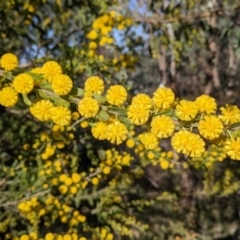 Acacia paradoxa (Kangaroo Thorn) at Albury - 11 Sep 2021 by Darcy