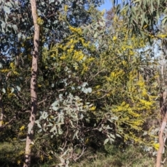 Acacia paradoxa at West Albury, NSW - 11 Sep 2021