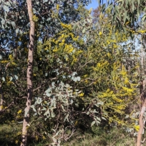 Acacia paradoxa at West Albury, NSW - 11 Sep 2021